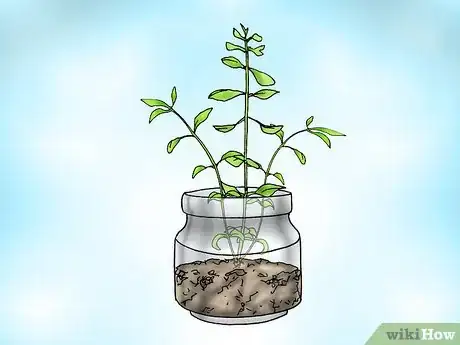 Image titled Grow Bacopa Plants Step 12
