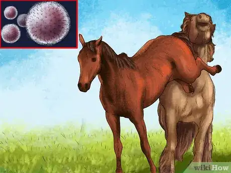 Image titled Spot Ulcer Symptoms in Horses Step 14