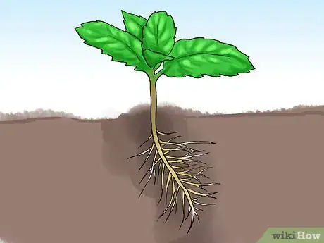 Image titled Grow Mint in a Pot Step 17
