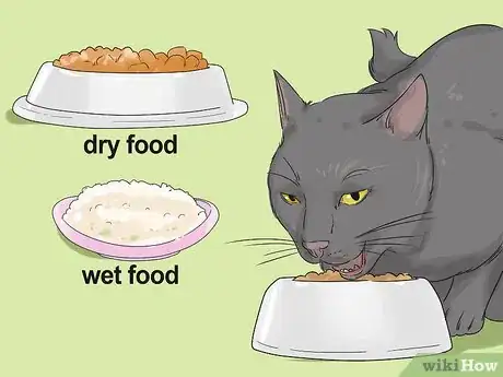 Image titled Care for a Balinese Step 6