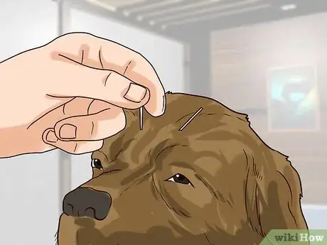 Image titled Holistically Care for a Dog Step 12