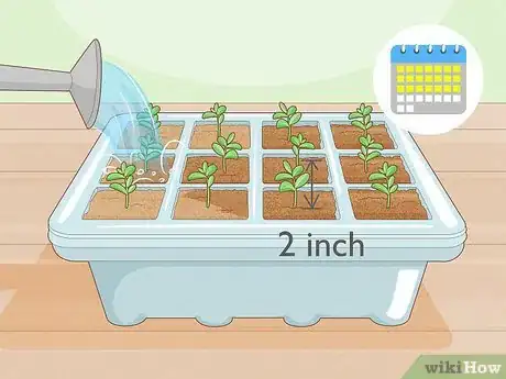 Image titled Grow Night Scented Stock Step 14