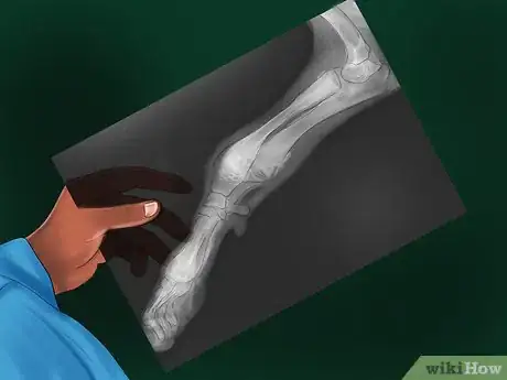Image titled Diagnose Bone Diseases in Growing Dogs Step 12