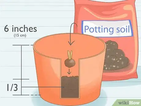 Image titled Force Bulbs Indoors Step 3