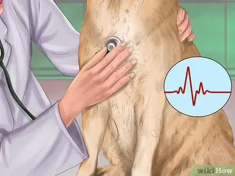 Image titled Diagnose Heart Conditions in Boxers Step 3
