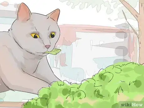 Image titled Care for a Balinese Step 8