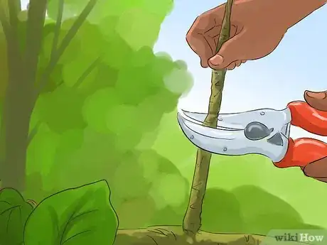 Image titled Prune a Quince Tree Step 3