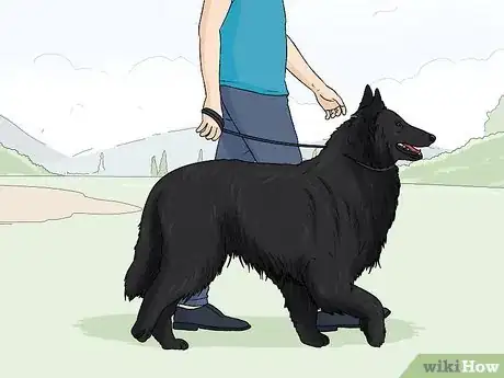 Image titled Identify a Belgian Sheepdog Step 13