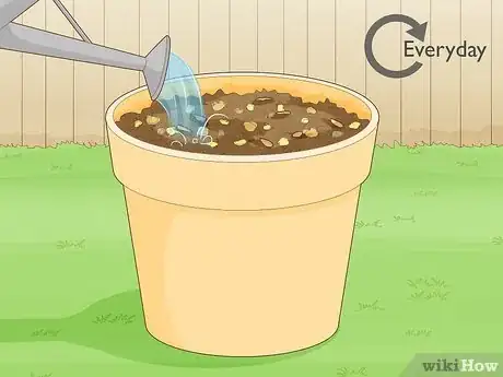 Image titled Grow a Noni Tree Step 7