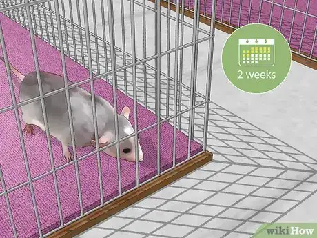 Image titled Introduce Pet Rats Step 1