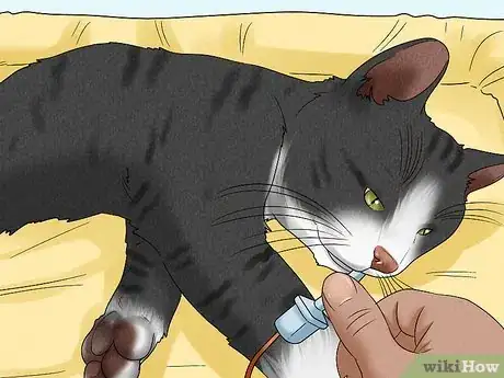 Image titled Spot and Treat Feline Asthma Step 4