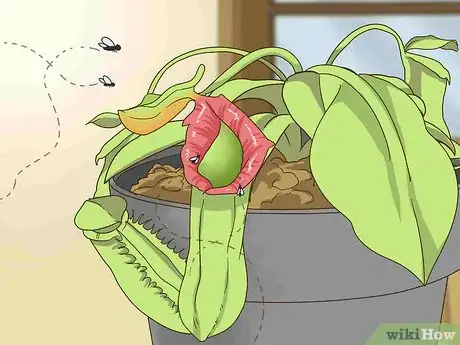 Image titled Care for Nepenthes (Tropical Pitcher Plants) Step 8
