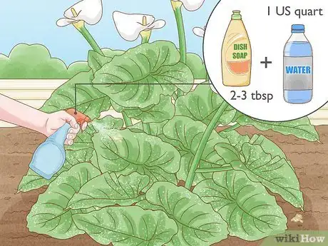 Image titled Grow Giant Calla Lily Step 12