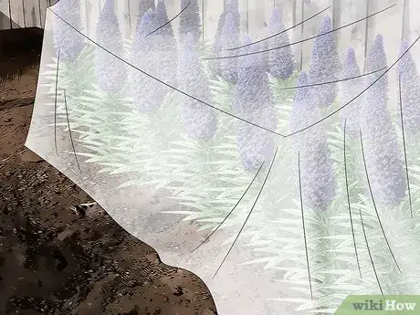 Image titled Grow Echium Step 19