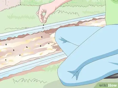 Image titled Grow Monkey Grass from Seed Step 12