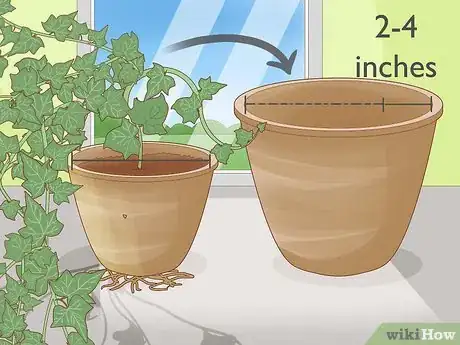 Image titled Keep an Ivy Plant Healthy Step 8