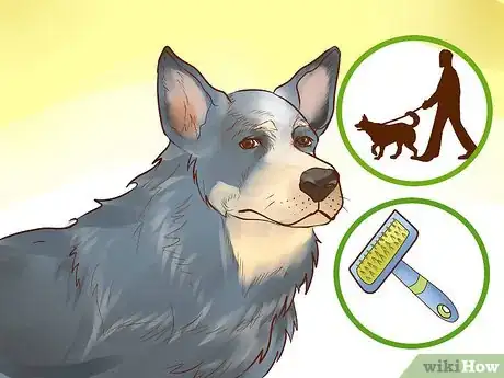 Image titled Adopt a Herding Dog Step 4