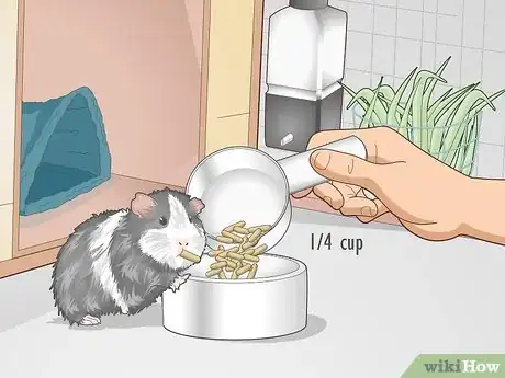 Image titled Care for an Outdoor Guinea Pig Step 11