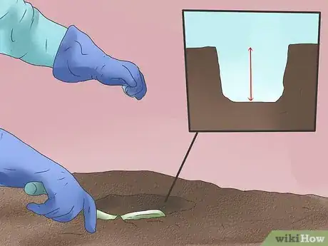 Image titled Grow Poppies Step 6