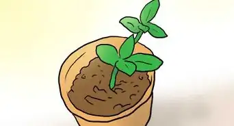 Plant Plumeria Seeds