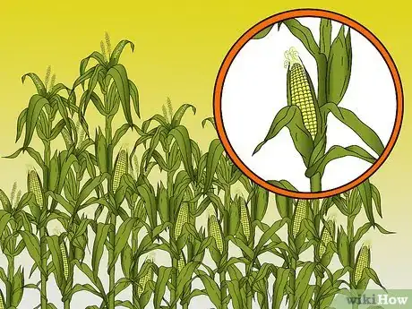 Image titled Identify Farm Crops Step 3