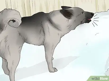 Image titled Identify a Norwegian Elkhound Step 14