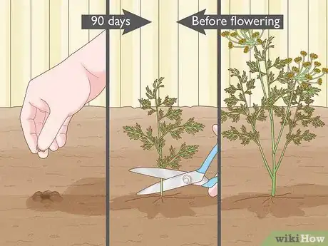 Image titled Harvest Dill Step 1