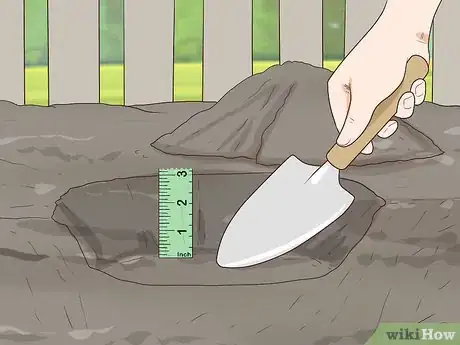 Image titled Grow Boronia Step 9