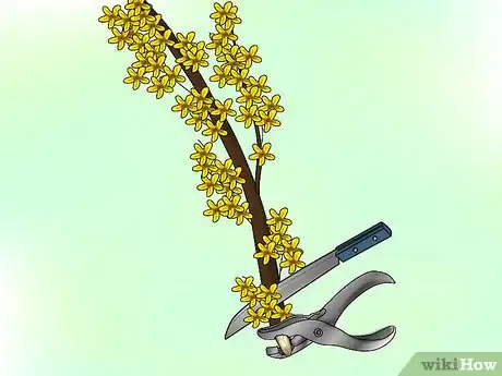 Image titled Force Spring Flowers in Winter Step 3