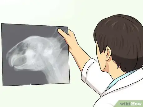Image titled Diagnose Wry Neck in Rabbits Step 9