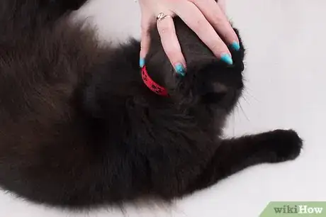 Image titled Protect Your Cat or Kitten from Parasites Step 4