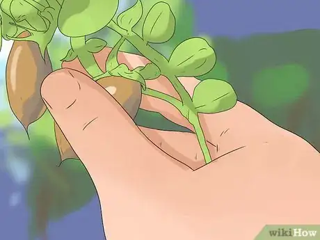 Image titled Grow Chickpeas Step 17