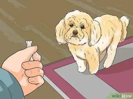 Image titled Know if a Bichon Frise Is the Right Dog Breed for You Step 11