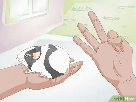 Image titled Feed a Guinea Pig a Well Balanced Meal Step 10