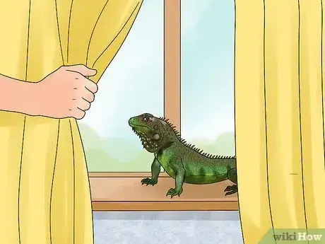 Image titled Let Your Green Iguana Free Roam Step 6
