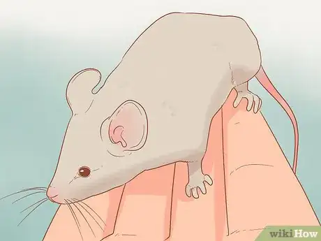 Image titled Know if a Pet Mouse Is Right for You Step 6