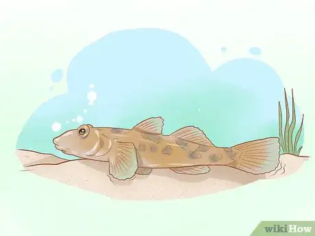 Image titled Choose Good Tankmates for Seahorses Step 8