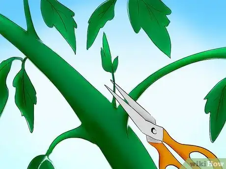 Image titled Plant Tomatoes from Seed Step 31