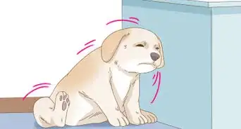 Treat Seasonal Allergies in Dogs (Home Remedies)