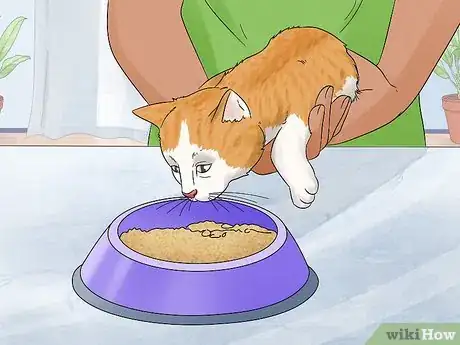 Image titled Identify and Help Feral and Stray Cats Step 17