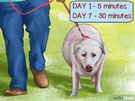 Image titled Treat Obesity in Labrador Retrievers Step 9