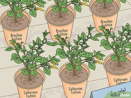 Image titled Fight Fuschia Gall Mites Step 12