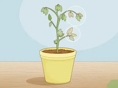 Image titled Identify Tomato Plant Diseases Step 1