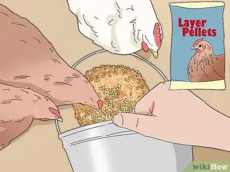 Image titled Promote Egg Laying in Hens Step 2