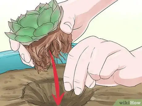 Image titled Grow a Miniature Succulent Garden Step 8