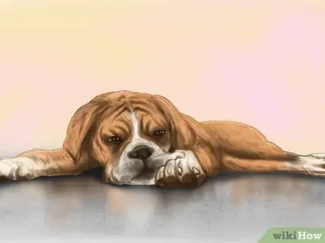 Image titled Diagnose Heart Conditions in Boxers Step 1