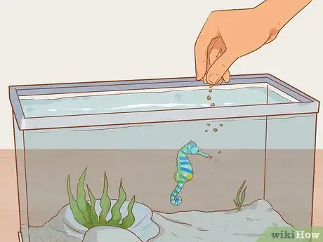 Image titled Choose Good Tankmates for Seahorses Step 5