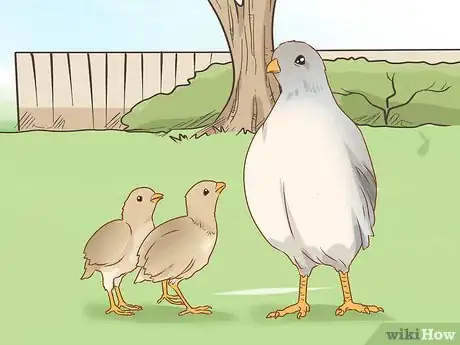 Image titled Breed Silver Quail Step 11