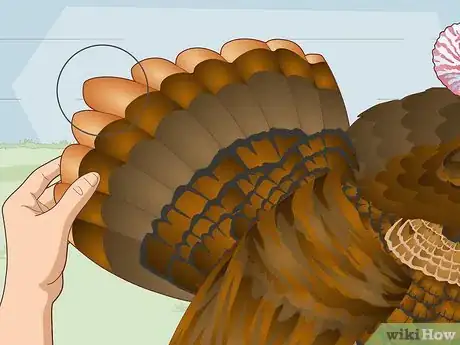 Image titled Sex Turkeys Step 13