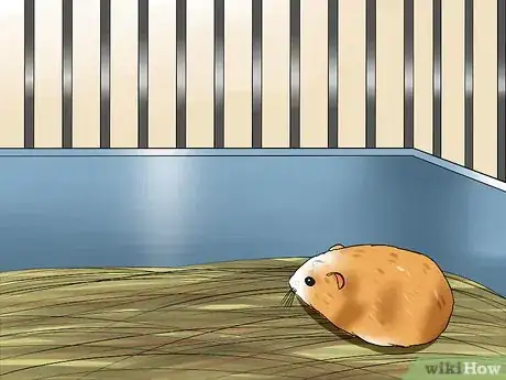 Image titled Tame an Older Hamster Step 3
